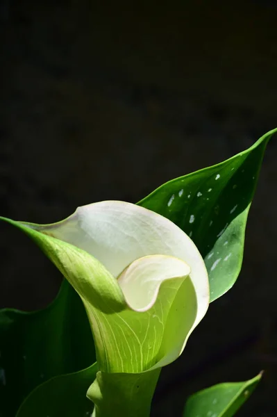 Крупним Планом Дивовижні Білі Квіти Ростуть Відкритому Повітрі — стокове фото