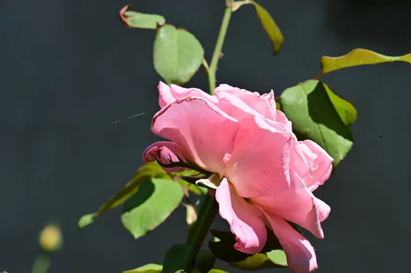 Όμορφο Ροζ Τριαντάφυλλο Στον Κήπο — Φωτογραφία Αρχείου