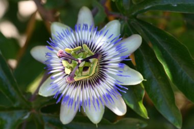 Bahçede yetişen güzel çiçek, yakın görüş.