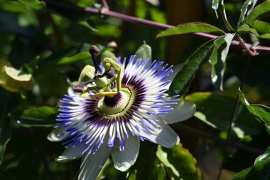 Bahçede yetişen güzel çiçek, yakın görüş.
