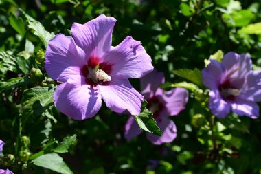 Bahçedeki güzel pembe çiçekler