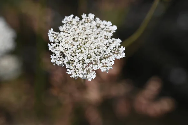 stock image close up of amazing white flowers growing outdoors