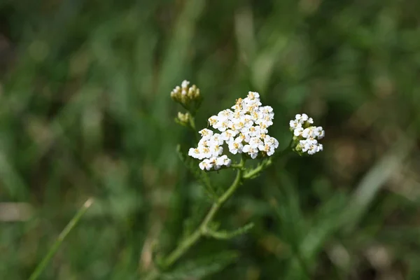 屋外で育つ素晴らしい白い花の終わり — ストック写真