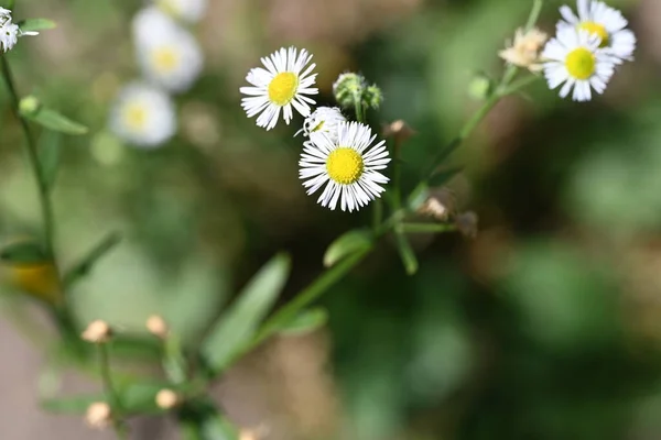 Nahaufnahme Von Erstaunlichen Weißen Blumen Die Freien Wachsen — Stockfoto