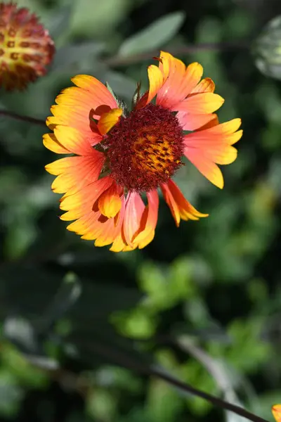 Hermosa Flor Creciendo Jardín Vista Cerca — Foto de Stock