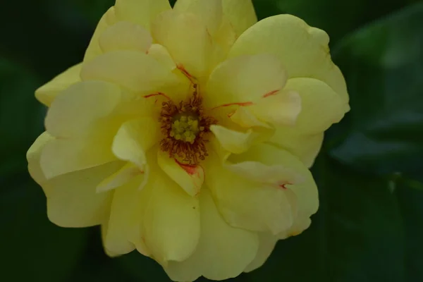庭の鮮やかな黄色の花 — ストック写真