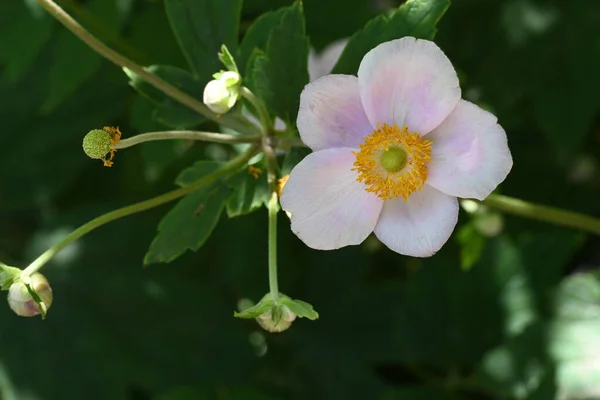 Belle Fleur Poussant Dans Jardin Vue Rapprochée — Photo