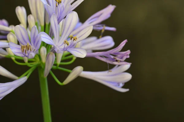 Krásná Květina Zblízka Pohled — Stock fotografie