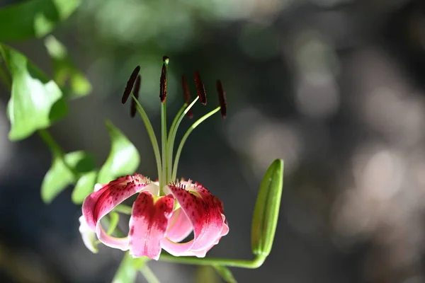 Piękny Kwiat Rośnie Ogrodzie Widok Bliska — Zdjęcie stockowe