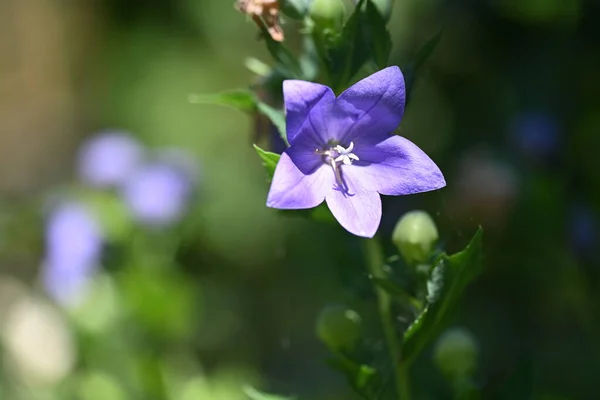 Krásné Fialové Květy Zahradě — Stock fotografie
