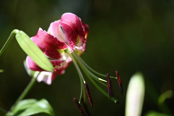 Bellissimo Fiore Che Cresce Giardino Vista Vicino — Foto Stock