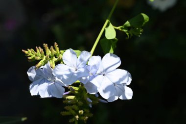 Bahçedeki güzel mavi çiçekler