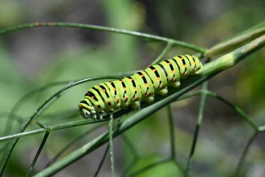 Doğadaki bir tırtılın yakınına.