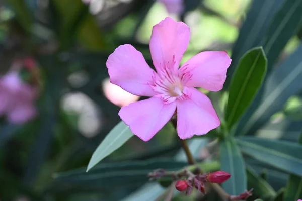 Belle Fleur Poussant Dans Jardin Vue Rapprochée — Photo