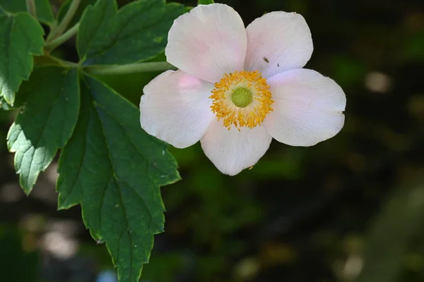 Beautiful Flower Growing Garden Close View — Stock Photo, Image
