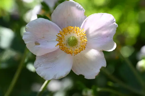 Schöne Blume Die Garten Wächst Nahsicht — Stockfoto