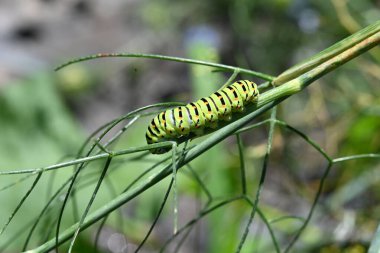 Doğadaki bir tırtılın yakınına.