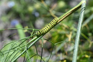 Doğadaki bir tırtılın yakınına.