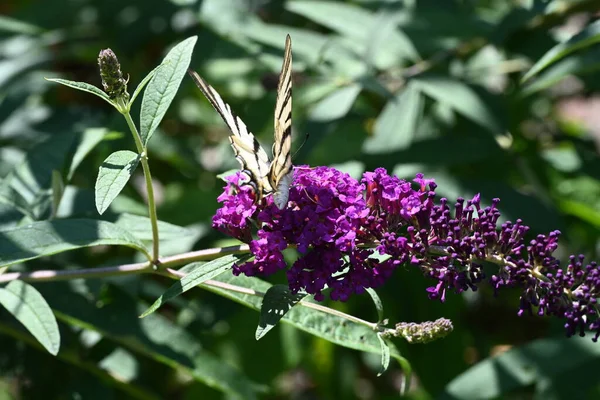 紫色の花に美しい蝶 — ストック写真