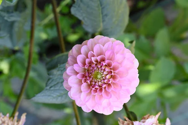 stock image beautiful flower growing in garden, close up view