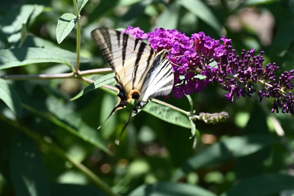 Schöner Schmetterling Auf Lila Blumen — Stockfoto
