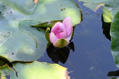 Gölette nilüfer çiçeği