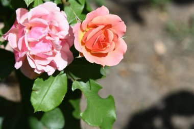 Bahçedeki güzel pembe güller