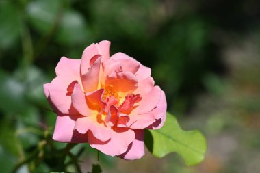 Bahçede güzel pembe bir gül