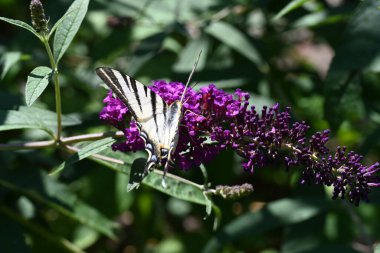 Mor çiçekler güzel kelebeği
