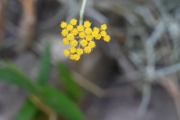 Gyönyörű Virág Kertben Közelről — Stock Fotó