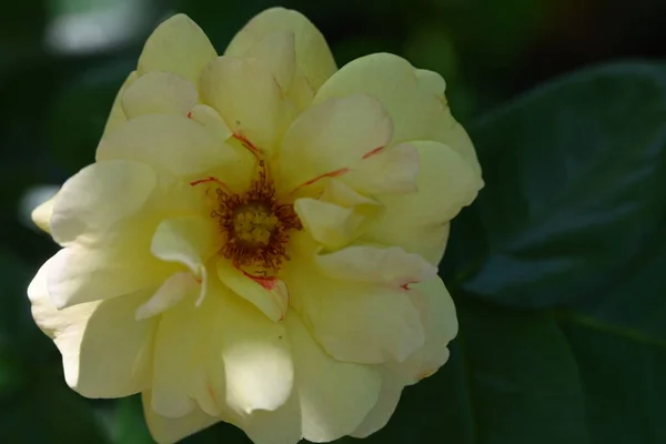 Élénk Sárga Virágok Kertben — Stock Fotó