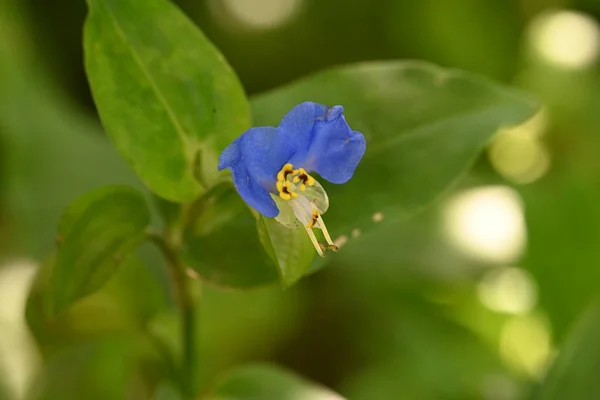 Bahçede Yetişen Güzel Çiçek Yakın Görüş — Stok fotoğraf