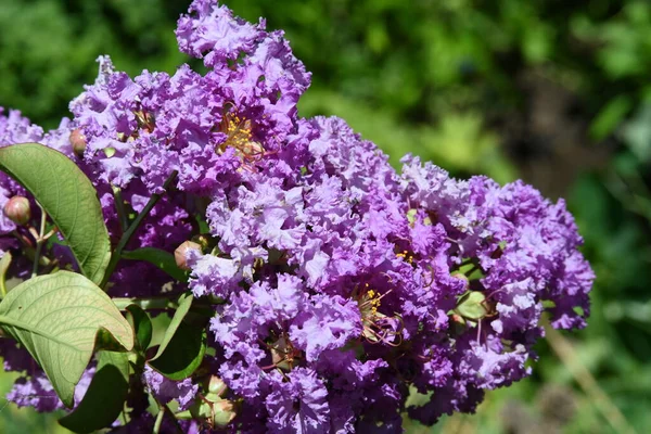 Vackra Lila Blommor Trädgården — Stockfoto