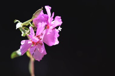 güzel çiçekler, görünümü kapatın