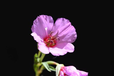 Güzel çiçek, yakın görüş.