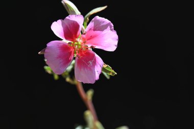 Güzel çiçek, yakın görüş.