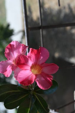 güzel çiçekler, görünümü kapatın