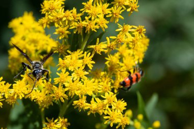 Böcekli Kanadalı altın başak çiçeklerinin yakın görüntüsü