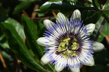 Güzel çiçek, yakın görüş.