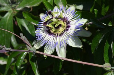 Bahçede yetişen güzel çiçek, yakın görüş.