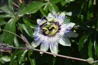 Bahçede yetişen güzel çiçek, yakın görüş.