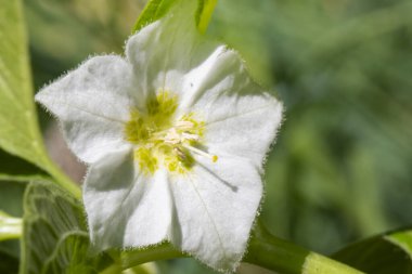 Bahçede yetişen güzel çiçek, yakın görüş.