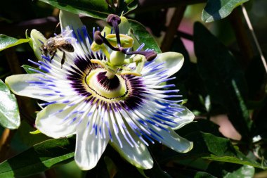 Bahçede yetişen güzel çiçek, yakın görüş.