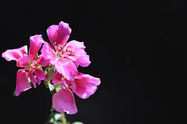 Güzel Çiçekler Görünümü Kapatın — Stok fotoğraf