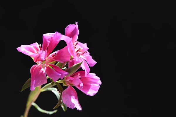 Красиві Квіти Крупним Планом — стокове фото