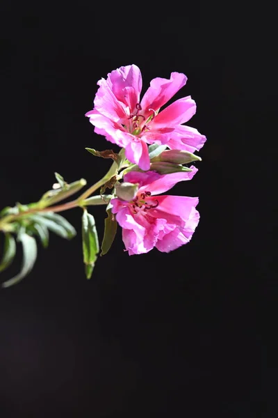 Szép Virágok Zár Megjelöl Kilátás — Stock Fotó