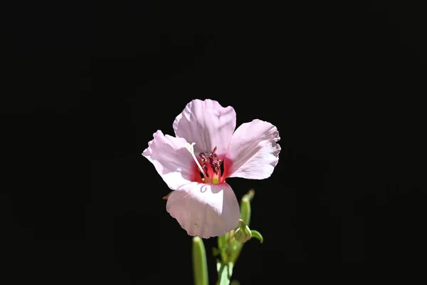 Hermosa Flor Vista Cerca — Foto de Stock