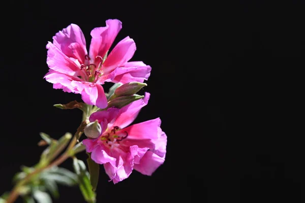 Schöne Blumen Nahsicht — Stockfoto