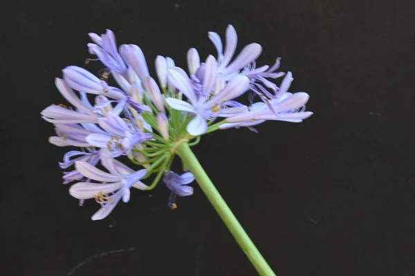 Stock image beautiful flower, close up view