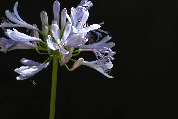 Schöne Blume Nahsicht — Stockfoto